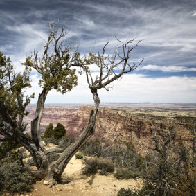 a lonely tree overseeing the Grand Canyon