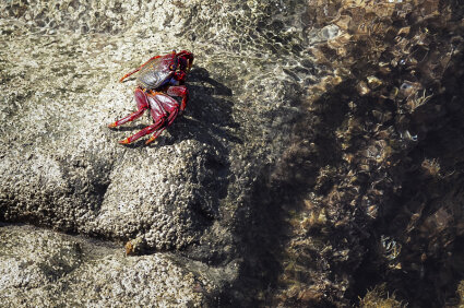 sea crab