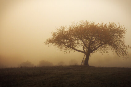 fog in autumn